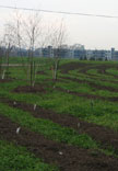 Downsview Park Reforestation and Site Works