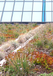 Green Roofs